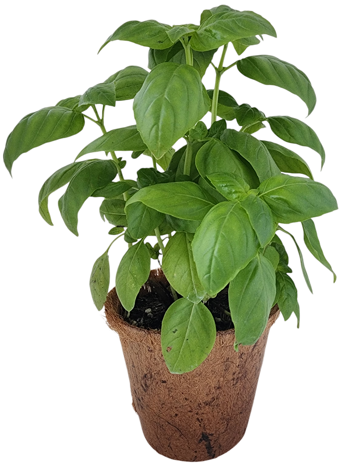 Plant-It-Starters 4 Variety Pack - 1 of Each