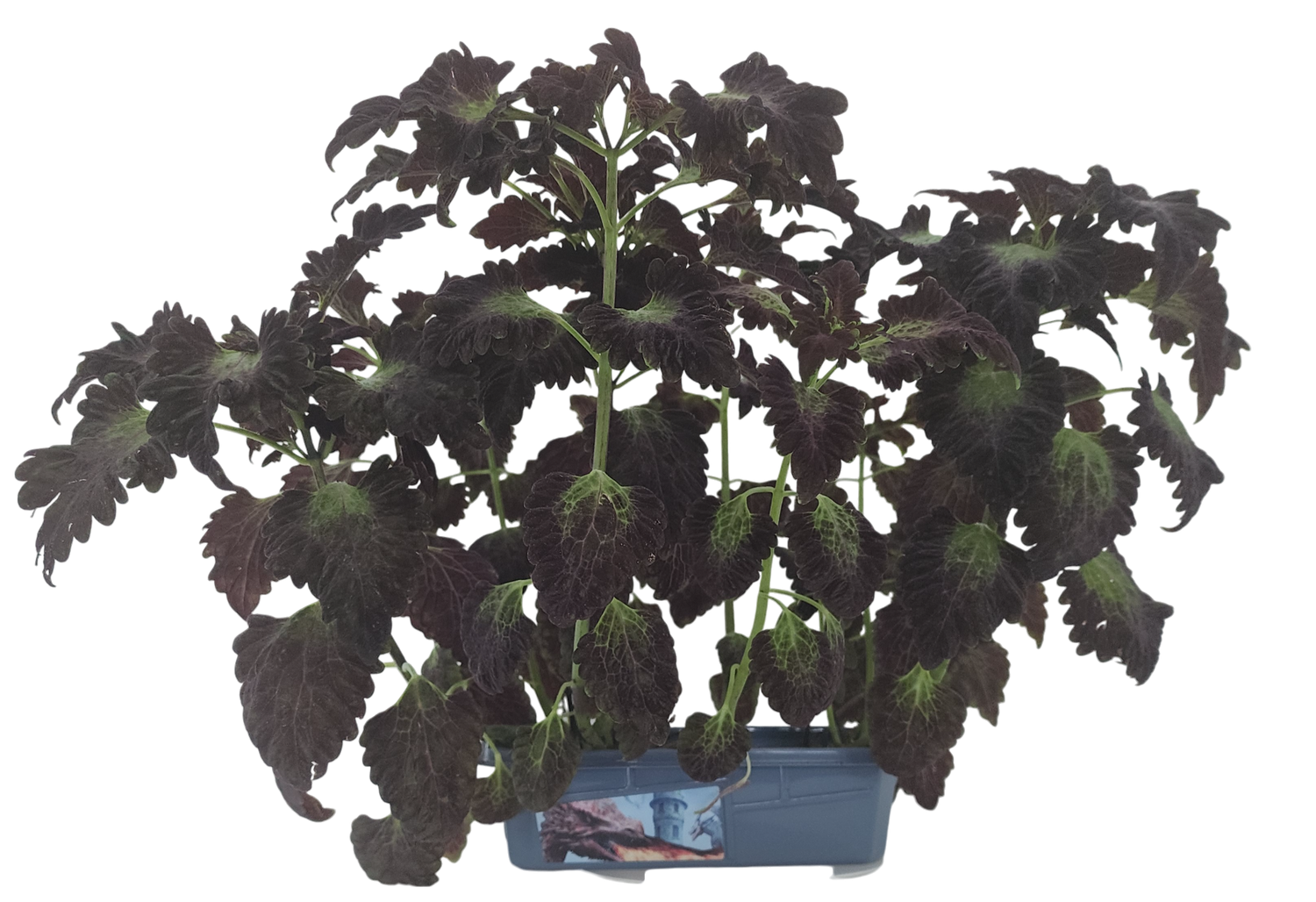 Dragons Den Mini World Terrarium