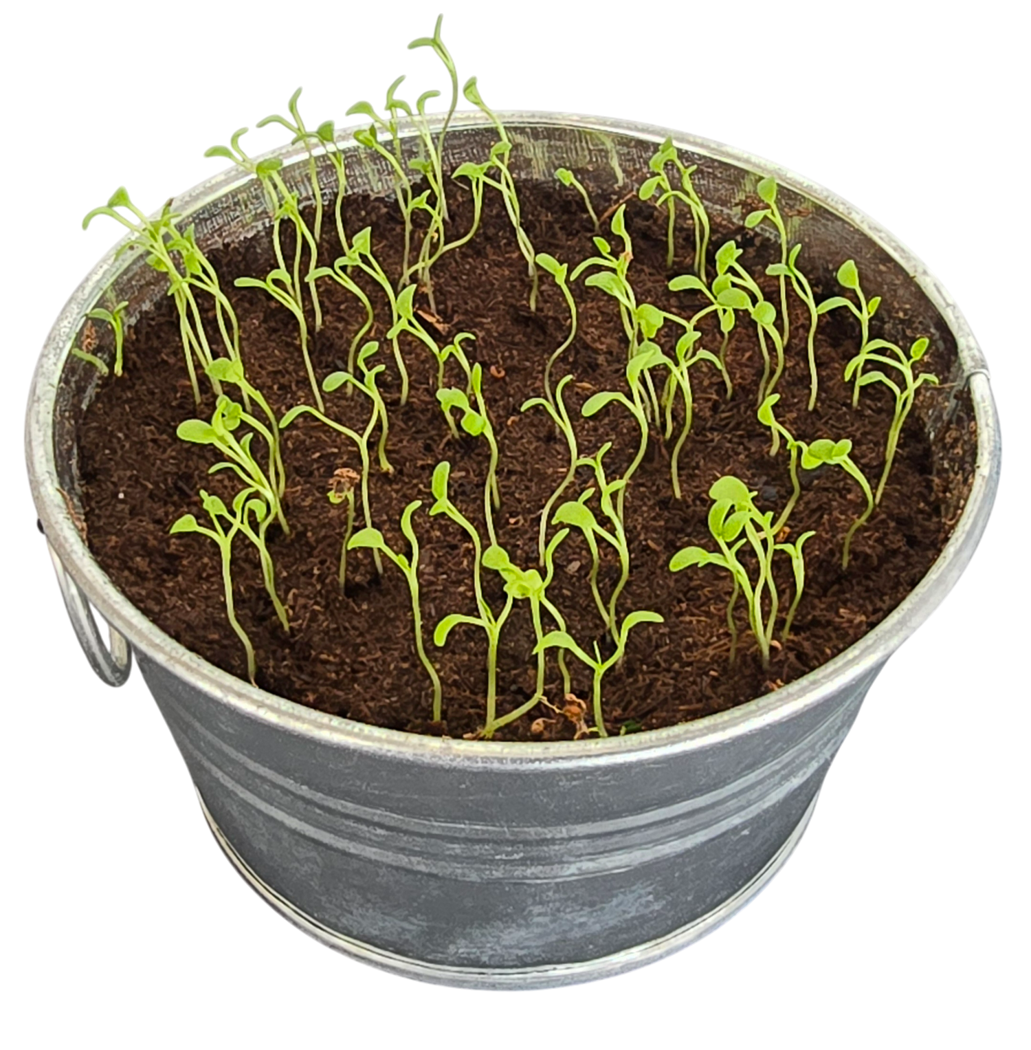 Pot O' Good Luck - Grow Your Own Shamrocks Multipack of 3