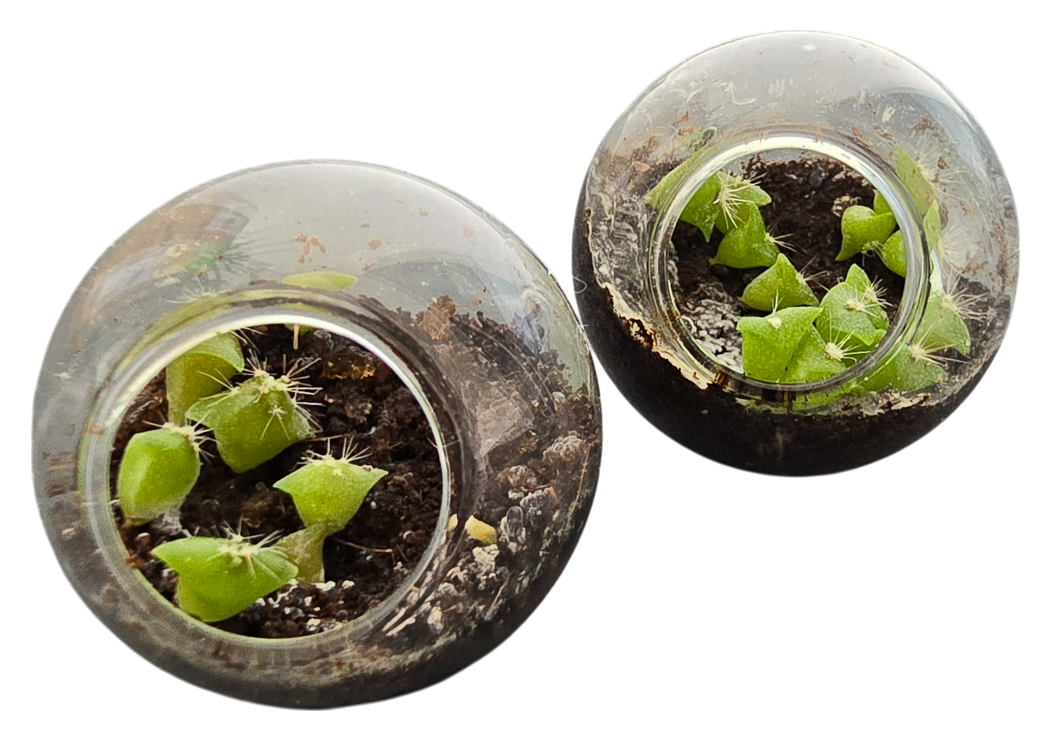 Flowering Cacti Tiny Terrariums Bundle - 2 each of 3 Varieties