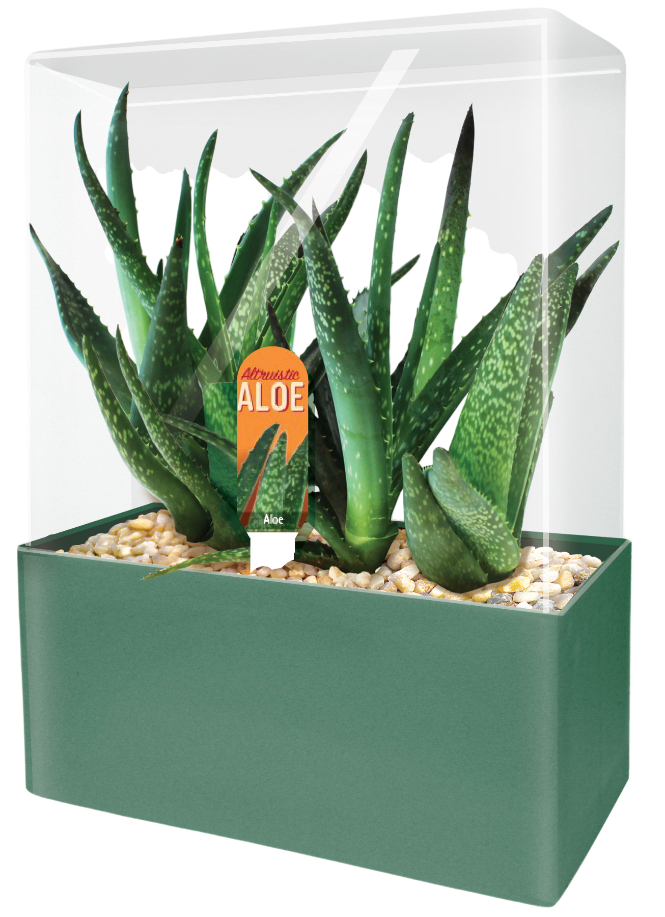 Aloe Seed Square Terrarium