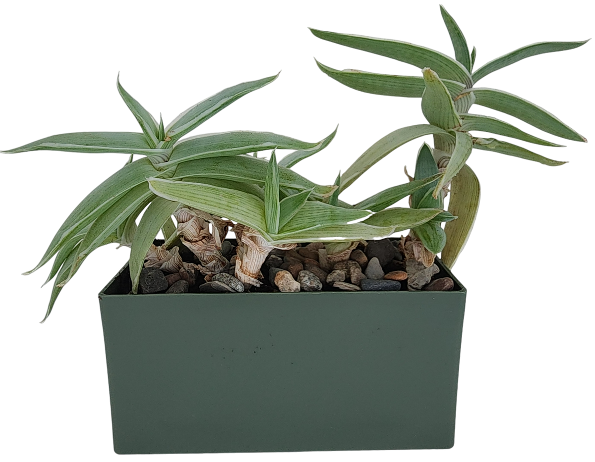 Aloe Seed Square Terrarium