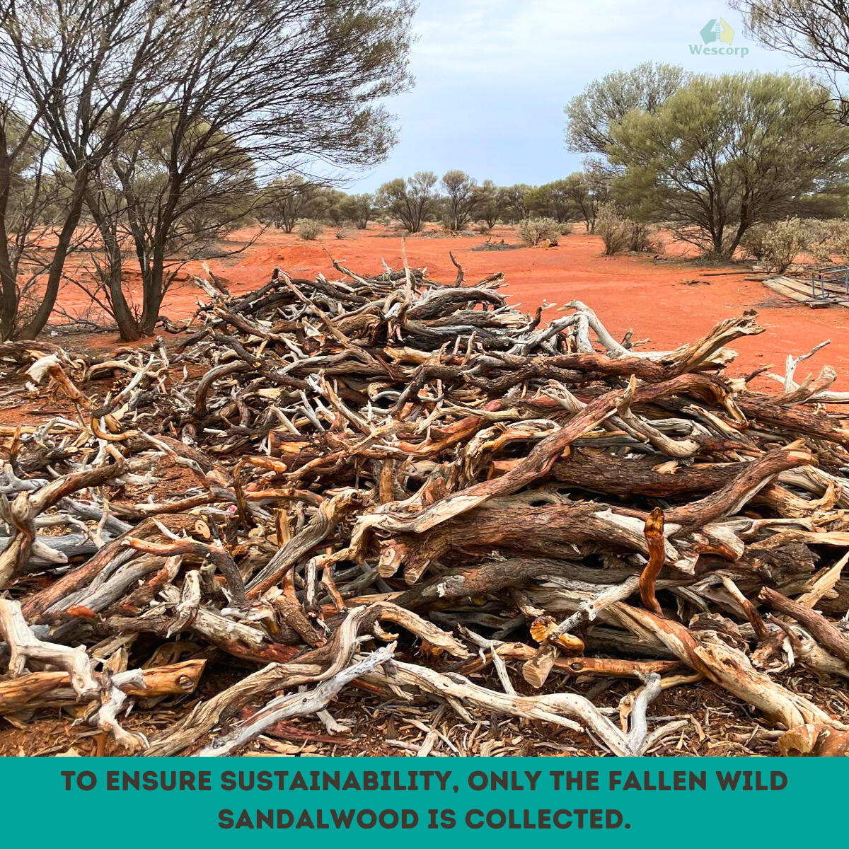 Pure Organic Australian Sandalwood Incense Sticks