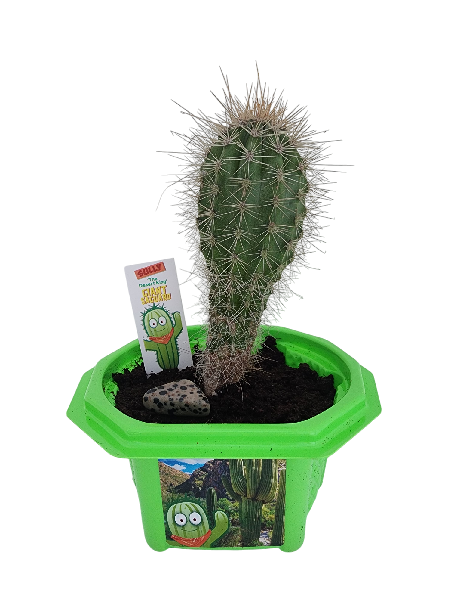Sully 'The Desert King' Giant Saguaro Micro Dome Terrarium