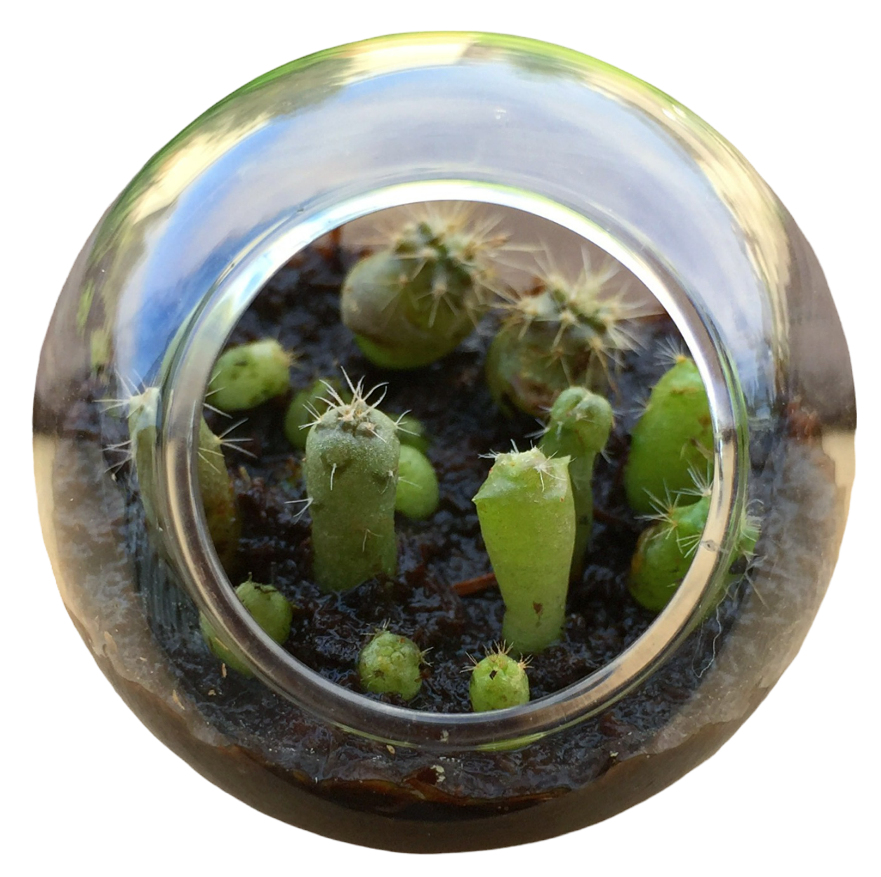 Flowering Cacti Tiny Terrariums Bundle - 2 each of 3 Varieties