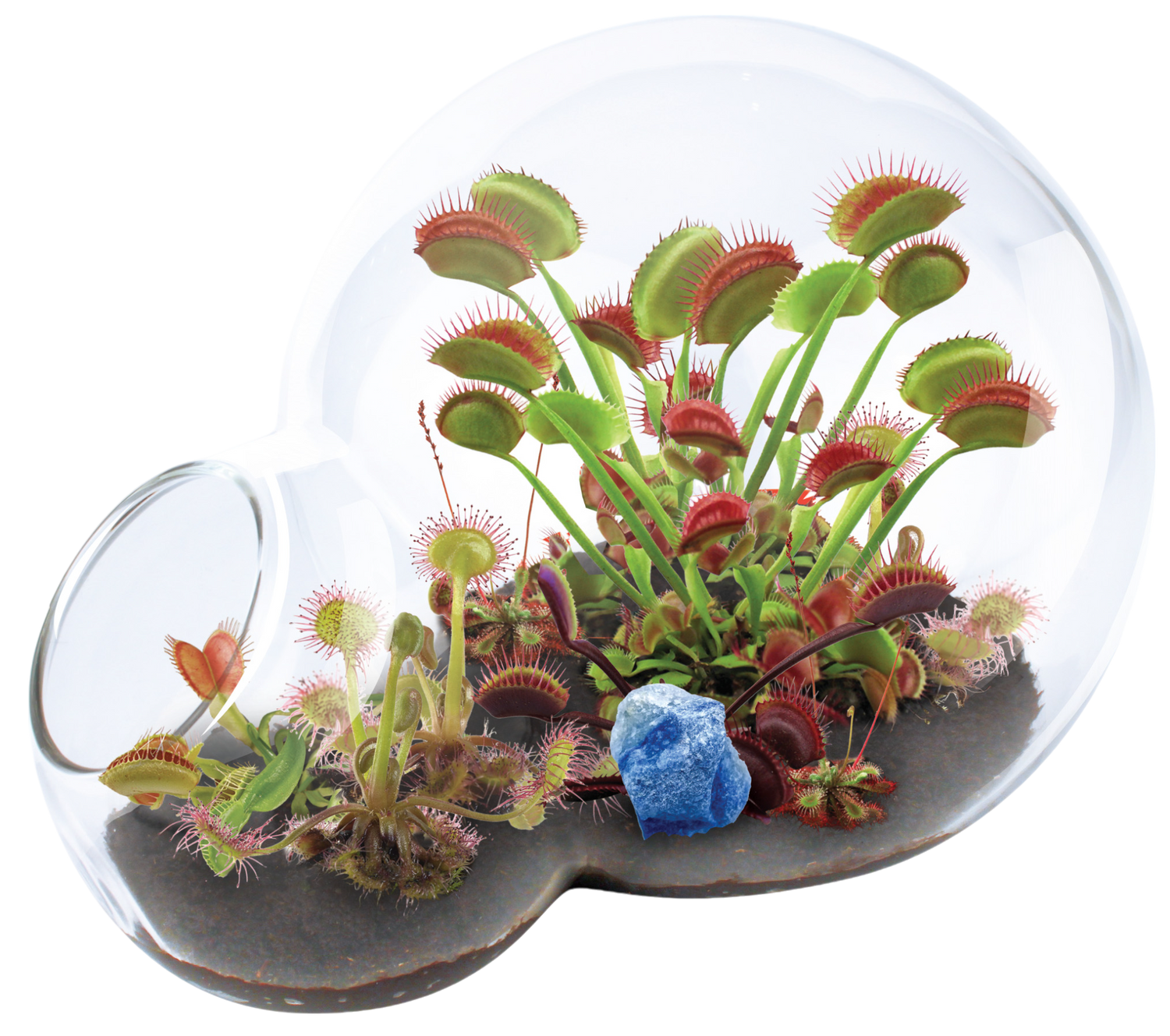 Carnivorous Growarium Meat-Eating Seed Terrarium Kit