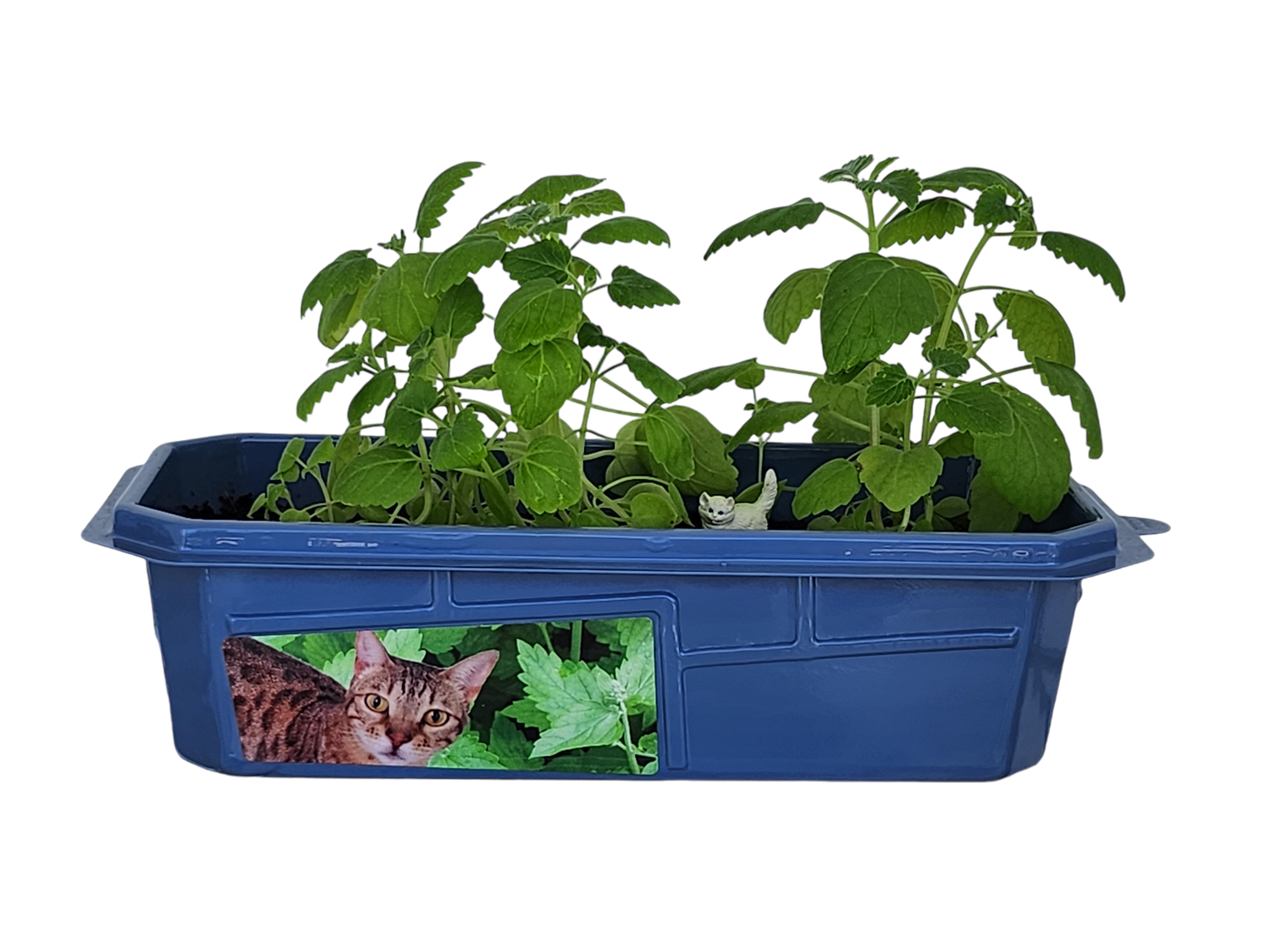 Crazy Cat Plant Mini World Terrarium