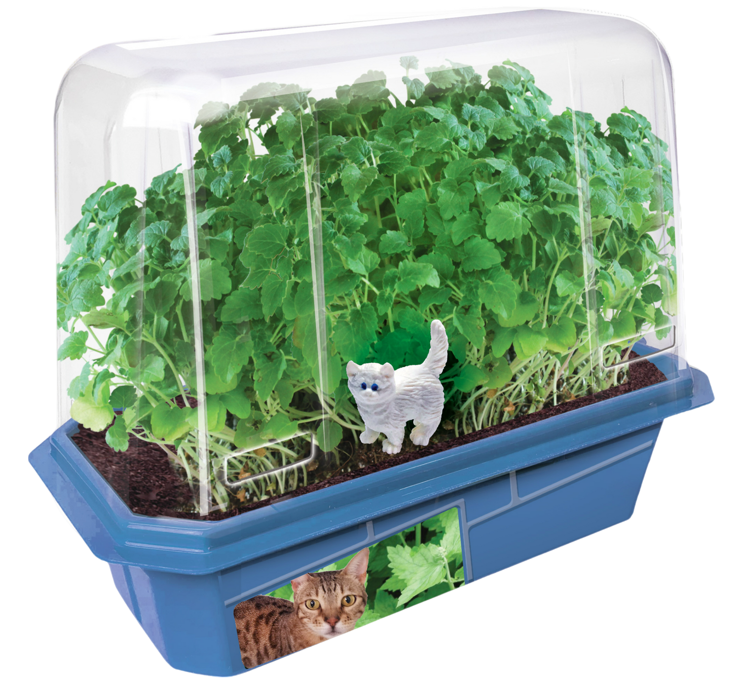 Crazy Cat Plant Mini World Terrarium