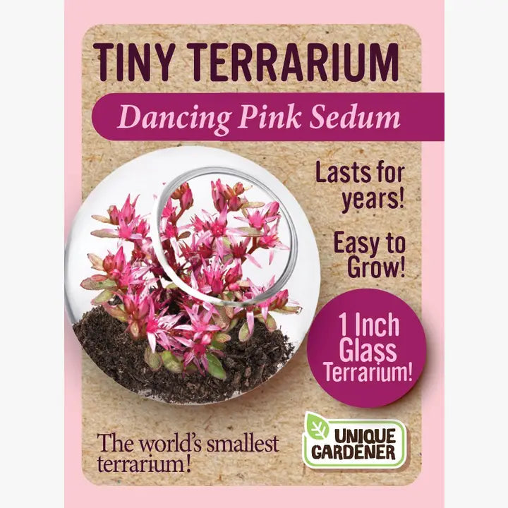 Sedum Tiny Terrariums Bundle - 1 each of 4 Varieties