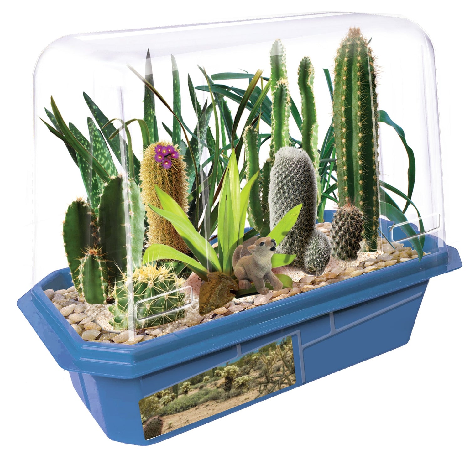 Desert Plant Collection Mini World Terrarium