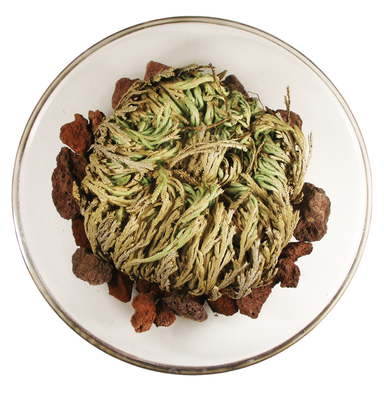 Resurrection Plant -  Multipack of 3