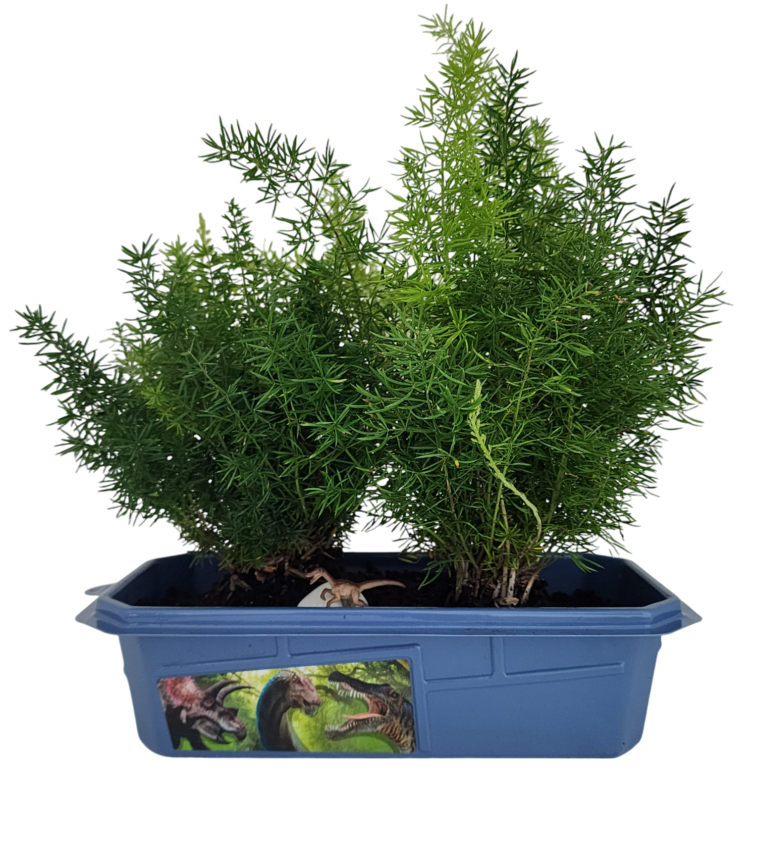 Prehistoric Dinosaur Land Mini World Terrarium