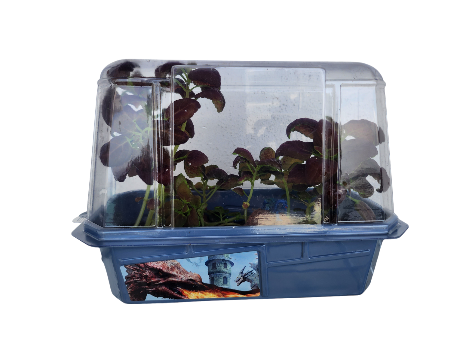 Dragons Den Mini World Terrarium