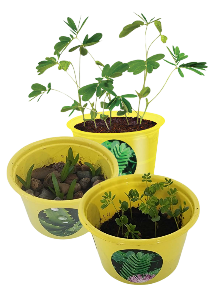 Eco Seed Sprouts 6 Variety Assortment Pack – 1 of Each