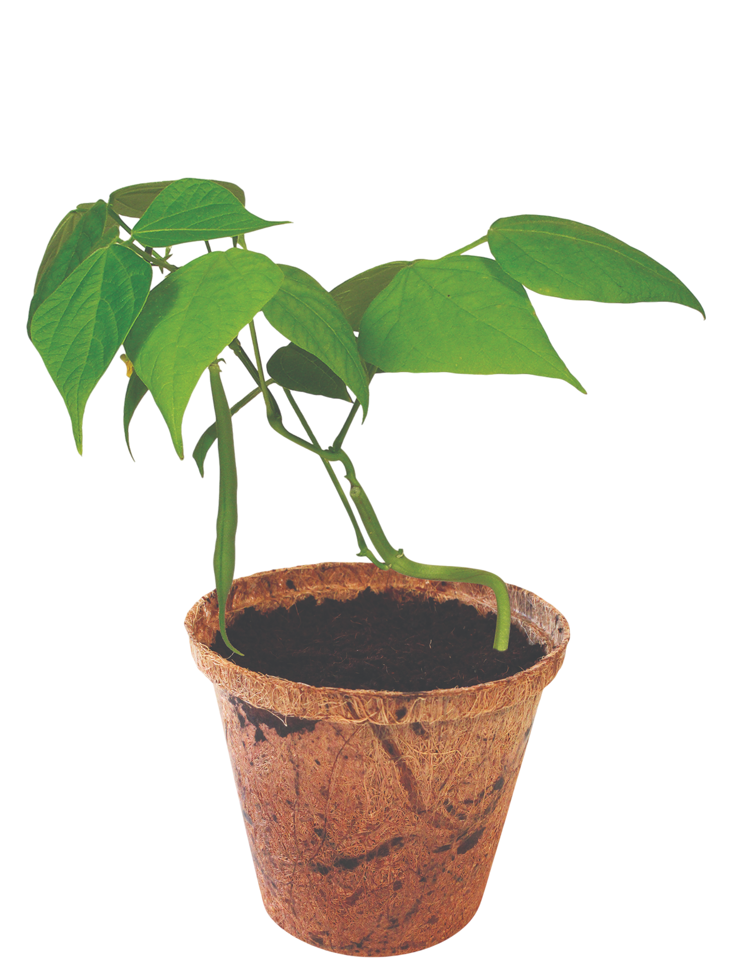 Green Bush Beans Plant-It-Starters - Multipack of 4