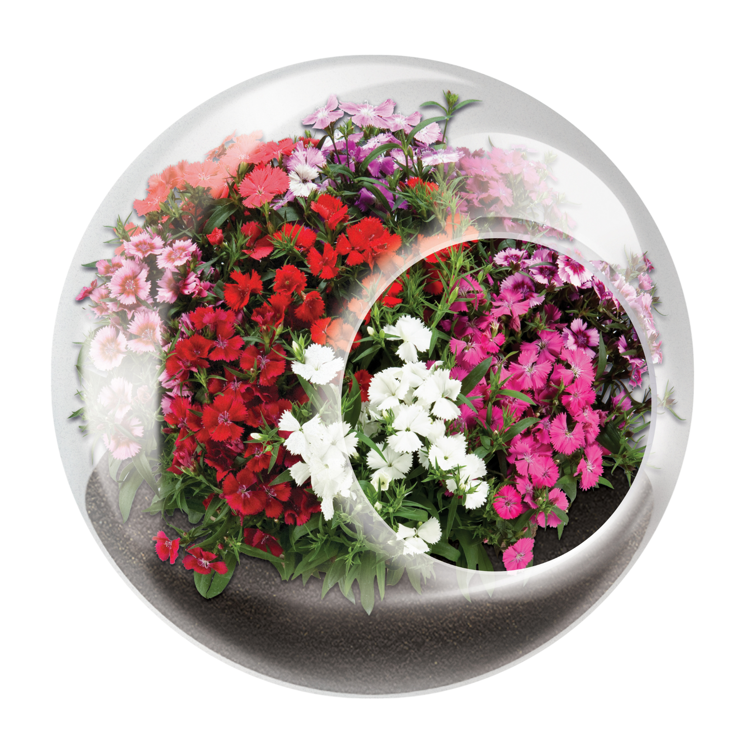 Flowering Tiny Terrariums Bundle - 1 each of 6 Varieties