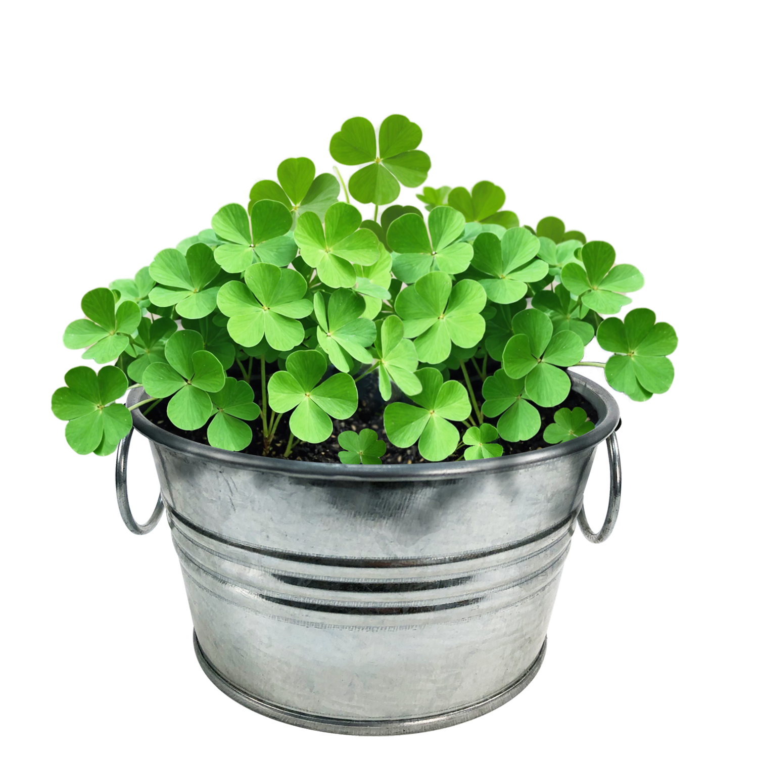 Pot O' Good Luck - Grow Your Own Shamrocks Multipack of 3