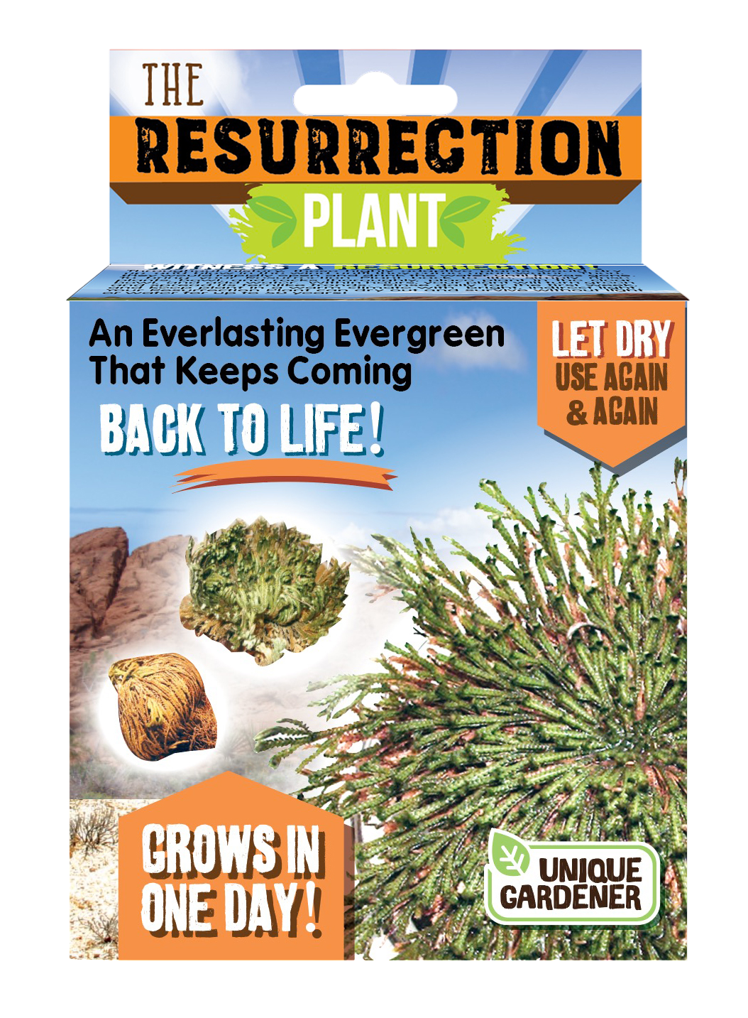 Resurrection Plant -  Multipack of 3