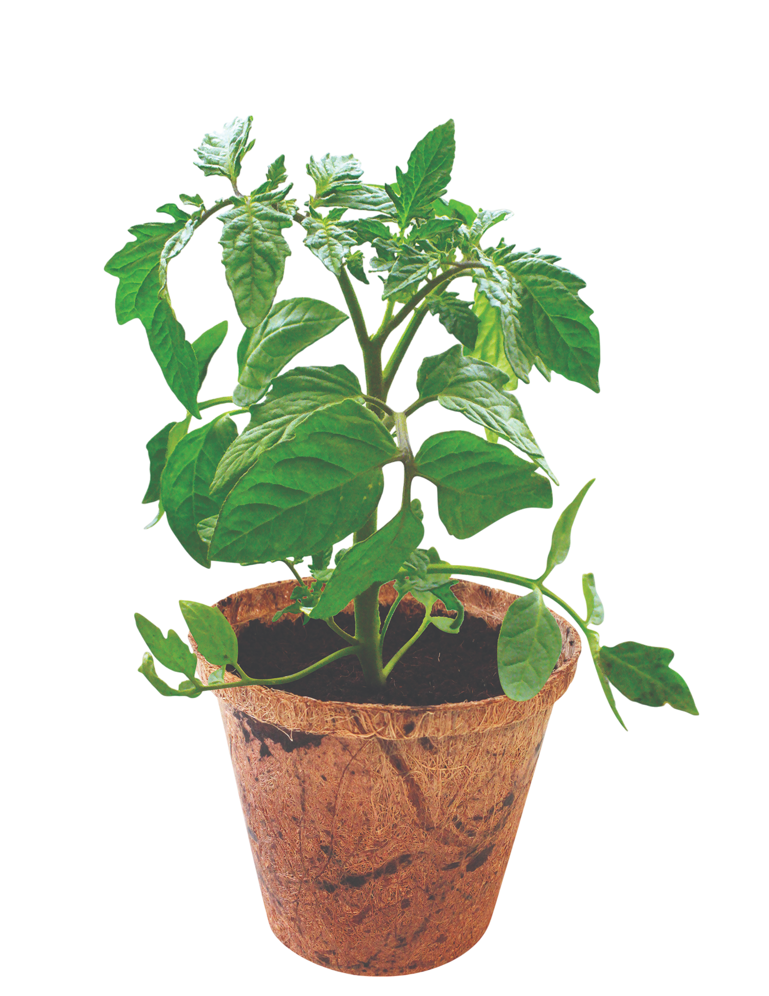 Grape Tomatoes Plant-It-Starters - Multipack of 4