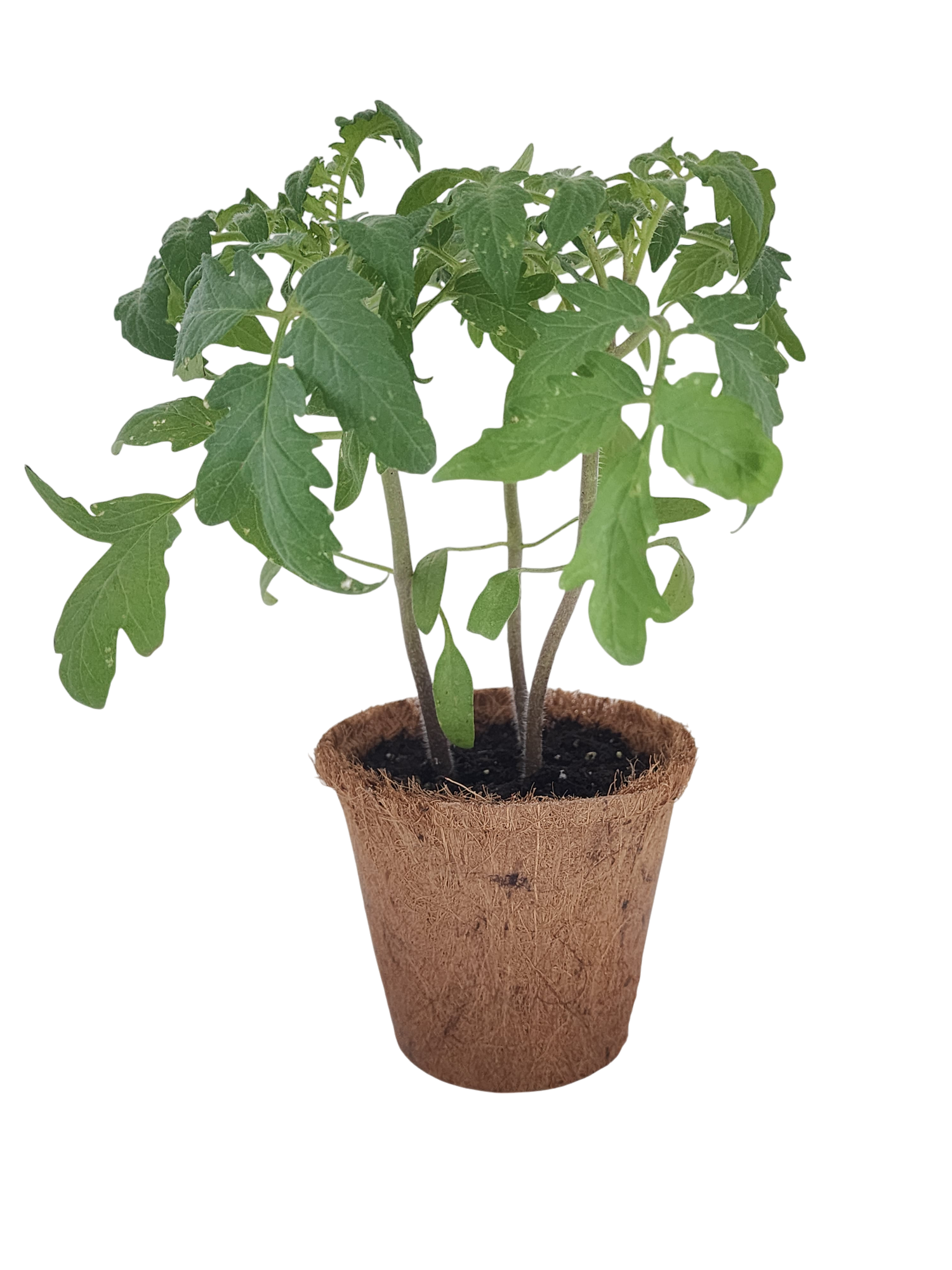 Grape Tomatoes Plant-It-Starters - Multipack of 4